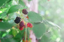Ripe And Unripe Blackberries On The Bush With Selective Focus