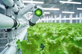 Fototapeta Uliczki - Automatic Agricultural Technology With Close-up View Of Robotic Arm Harvesting Lettuce In Vertical Hydroponic Plant.
