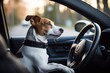 A canine companion taking the wheel in a car