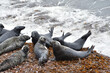 Grays seal also known as Atlantic seal or horsehead seal on Bonaventure island Quebec, Canada. Halichoerus grypus