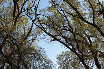 Canvas Print - autumn willow trees crossing on a clear blue sky by the lake