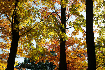 Wall Mural - autumn trees and blue sky in the park