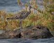 Portrait of a whimbrel on a rock on the beach at La Santa, Lanzarote, Canary Islands, Spain.