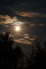 Wall Mural - Night skyscape with clouds illuminated by moonlight. Bright Moon in the sky above the trees with leaves