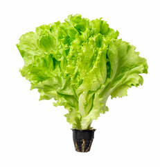 Canvas Print - Fresh lettuce leaves isolated on white background