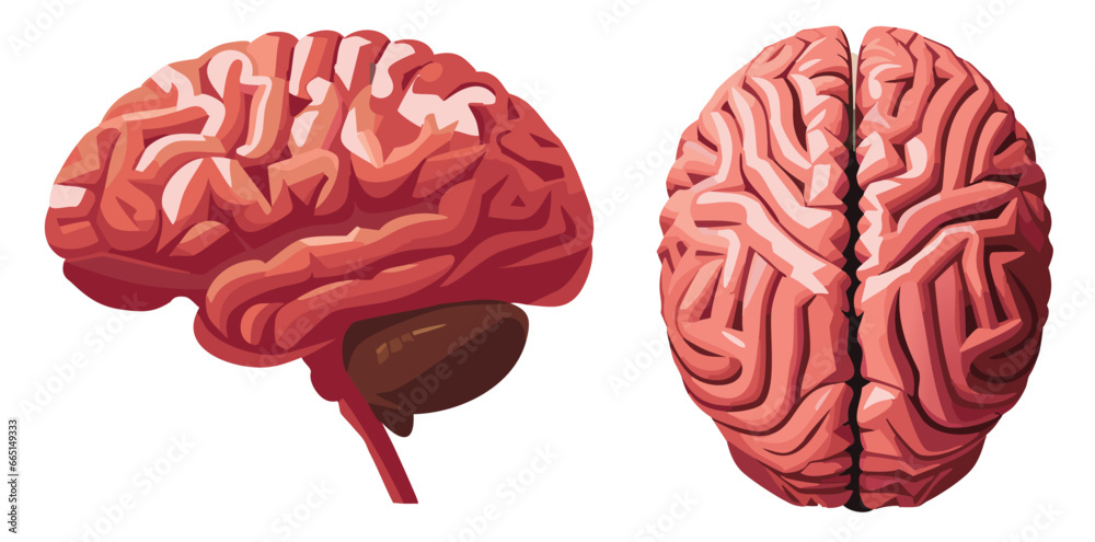 vector illustration of a human brain, human brain lateral and top view ...