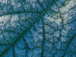 Wall Mural - first morning frost in the garden - frozen plants - macro detail