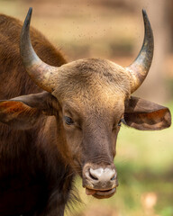 Gaur or Indian Bison or bos gaurus face closeup or fine art portrait in winter season evening safari at bandhavgarh national park forest or tiger reserve madhya pradesh india asia