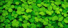Green Background With Three-leaved Shamrocks, Lucky Irish Four Leaf Clover In The Field For St. Patricks Day Holiday Symbol. With Three-leaved Shamrocks, St. Patrick's Day Holiday Symbol, Earth Day.