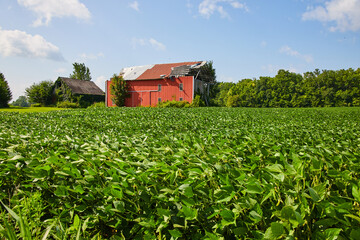 Wall Mural - Brown barn covered in ivy and a red barn with a torn off roof behind soybean field