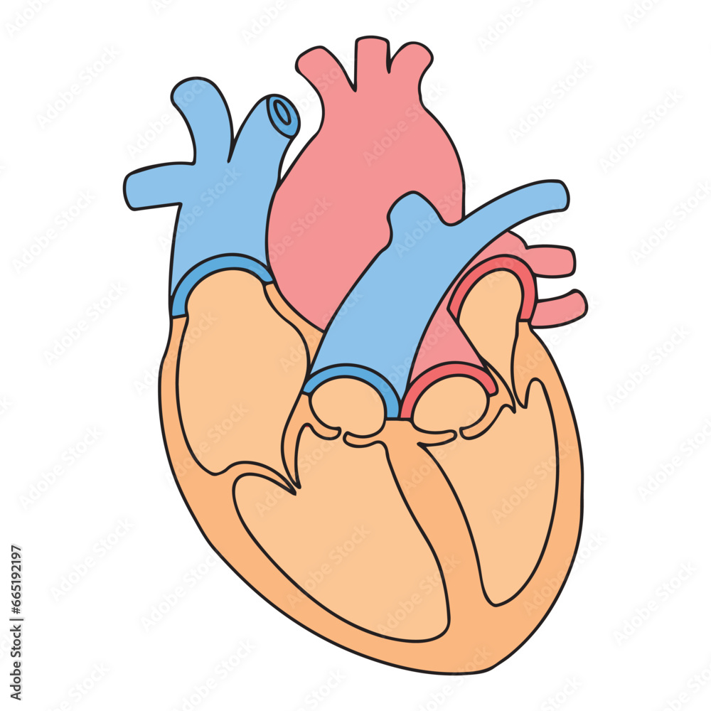 anatomy of human heart vector illustration Stock Vector | Adobe Stock