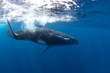 Poster - Calf of humpback whale near its mother. Snorkeling with the whales. Playful whale under the surface. Marine life in Indian ocean. 