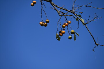 Canvas Print - Japanese persimmon ( Kaki ) fruits. The taste of autumn. Seasonal background material.
