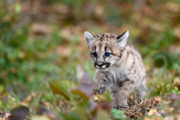 Wall Mural - cougar kitten (puma concolor) runs along ground autumn