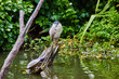 Deranged bird on log sticking out of pond water with snapping turtle on smaller limb