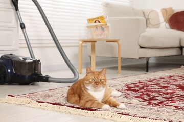 Canvas Print - Cute ginger cat lying on carpet at home