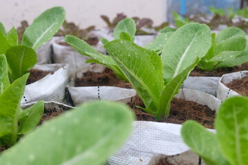 Wall Mural - Fresh organic green cos lettuce growing on a natural farm.