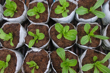 Fresh organic green cos lettuce growing on a natural farm.