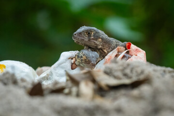 Wall Mural - Baby red iguana hatching from egg on pile of sand with bokeh background