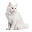 turkish angora cat,long hair white cat portrait isolated on transparent background,transparency 