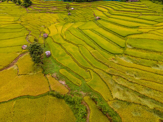 yellow green golden rice paddy field terraces at Sapan Bo Kluea Nan Thailand, a green valley with green rice fields and mountains in the morning