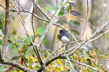 Sticker - The dark-eyed junco (Junco hyemalis), male on the branch tree