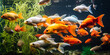 Shoal of goldfish in the aquarium  Many goldfish swim in an aquarium Shoal of goldfish Gold fish in Hong Kong  Fancy Koi fish in the pond.AI Generative