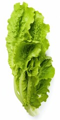 Wall Mural - Lettuce isolated on white background. AI Generated