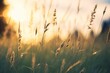 Wild grass in the forest at sunset. Abstract summer nature background.
