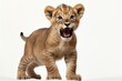 A lively lion cub standing up and roaring, against a white background with a shadow. Generative AI