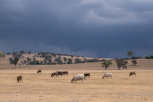 Cows Grazing With Stormy Skies In Background