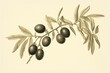 Vintage engraving depicting olive, a drupe fruit commonly used for oil, fruits, and fine wood. Generative AI