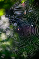 Closeup of a small spider in the center of a spiker web backlit by the sun in a fall garden
