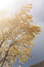 Branches Of Elm Tree In Spring With Sunlight Behind And Dramatic Storm Clouds