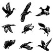 set of silhouettes of mallard duck illustration vector