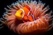 orange clown fish swimming in a sea anemone