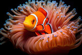 orange clown fish swimming in a sea anemone