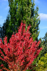 Wall Mural - Fall color, maple tree with red leaves in front of a deciduous tree with green leaves, against a sunny blue sky background
