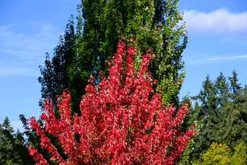 Wall Mural - Fall color, maple tree with red leaves in front of a deciduous tree with green leaves, against a sunny blue sky background
