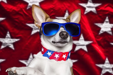 Cloesup Dog Wearing Sunglasses, American Flag Background