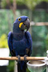 Wall Mural - Close-up of a Hyacinth Macaw perched on a branch. It is the largest Macaw in the world.