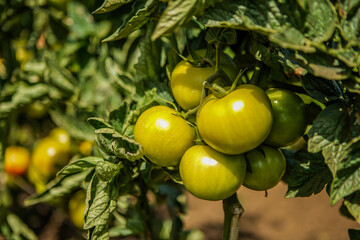 tomatoes on the vine