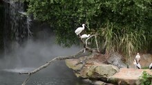 The African Spoonbills On The Branch And Yellow-billed Storks Near The Water