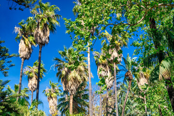 Palms against a beautiful blue sky