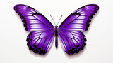 Fototapeta Motyle - Beautiful purple butterfly