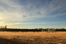 Sunrise Over A Paddock With A Flock Of Sheep In The Distance
