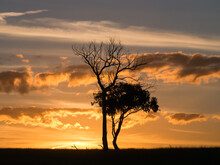 Two Trees Silhouetted Against A Sunset