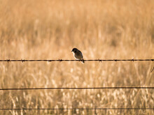 Small Bird Sitting On A Barbed Wire Fence With Golden Coloured Grass Behind