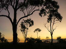 Gum Trees Silhouetted Against An Orange Sky After Sunset