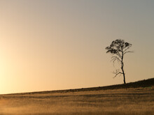 Gum Trees Silhouetted Against Dawn Sky Before Sunrise